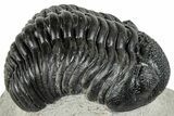 Curled Pedinopariops Trilobite - Mrakib, Morocco #287703-1